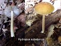 Hydropus subalpinus-amf2275